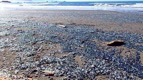 Jelly on the beach 3/29/24: