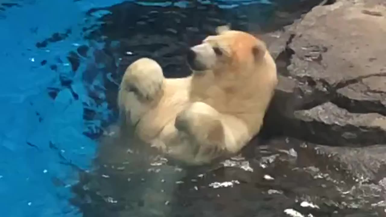 Bear Bathing Video