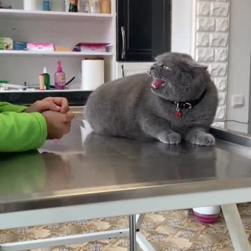 funny|prank|jokes|funny jokes|dad jokes|funny memes|funny video|fun|laughing|funny animal|knock