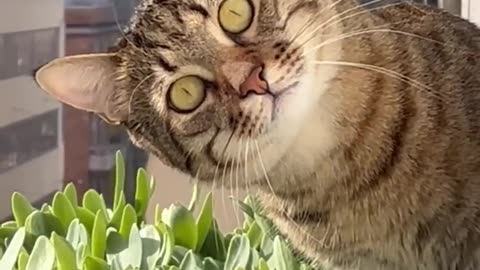 Surveillance Cat -- ViralHog 