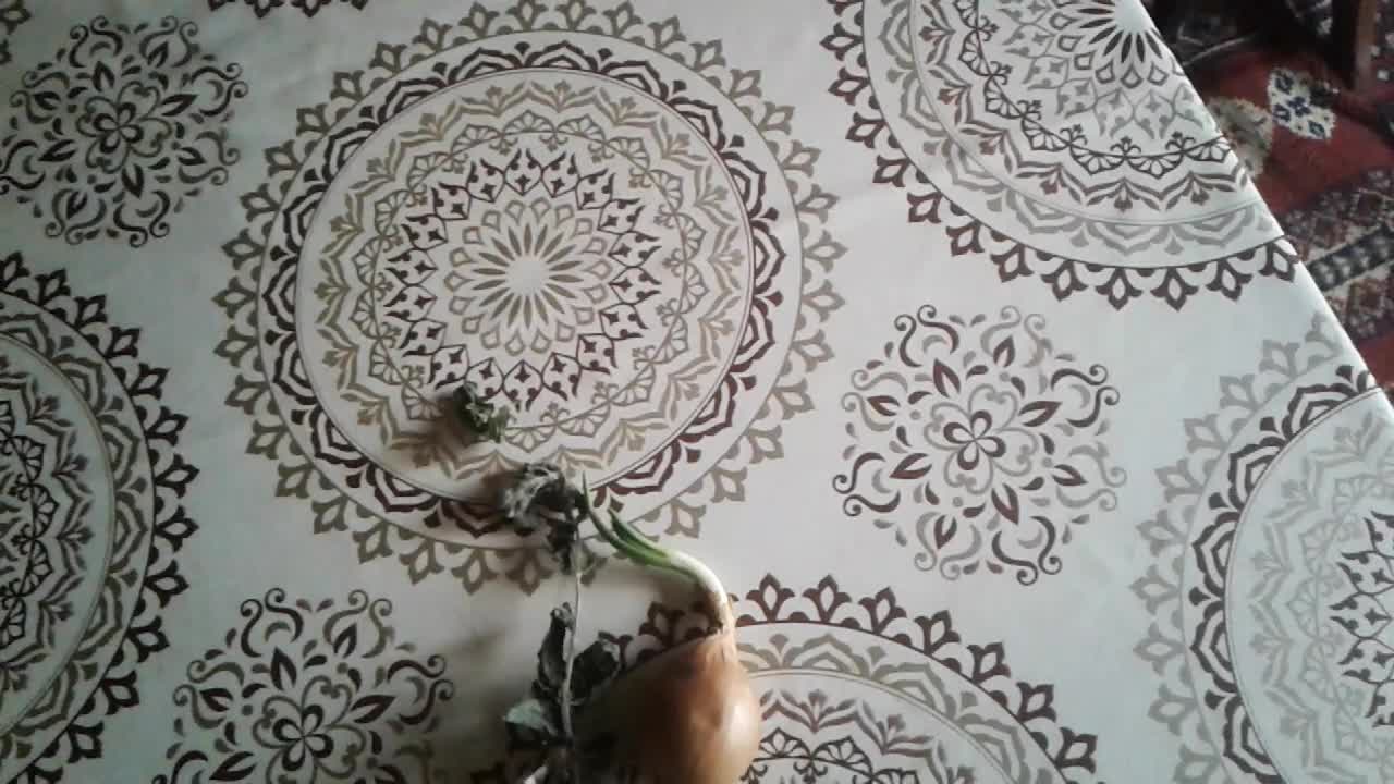 uprawa ziół