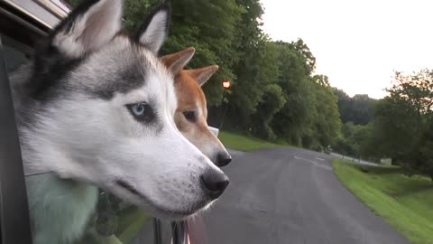 Shiba Inu Siberian Husky Meet