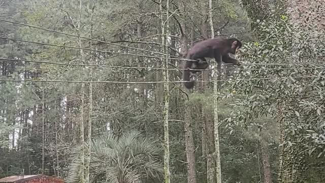 Macaco.na rede elétrica