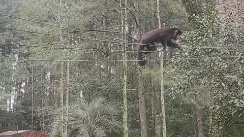 Macaco.na rede elétrica