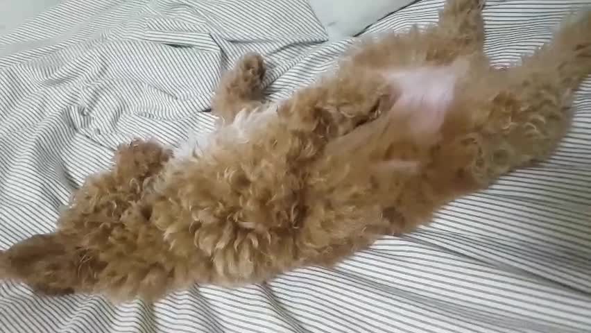 A puppy lying asleep under a pillow