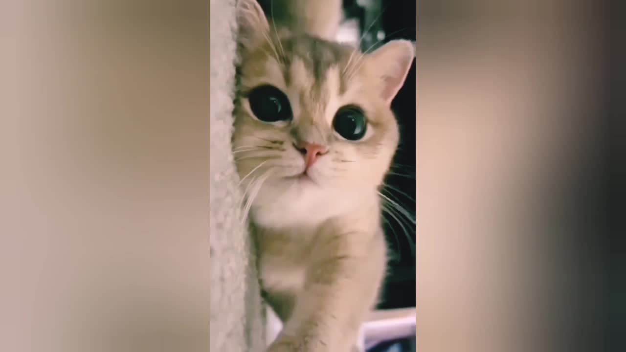 Cute Cat Videos Short Training commotion