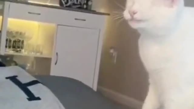 Funny cat videos