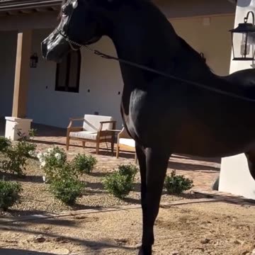 World's Rarest Horse Has The Sound Of A V8 Engine @ali00hassan5