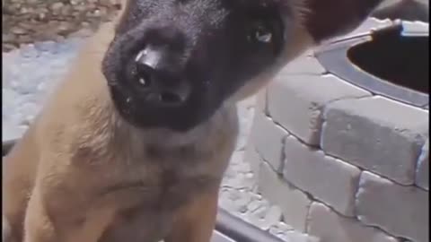 Cats and dogs funny