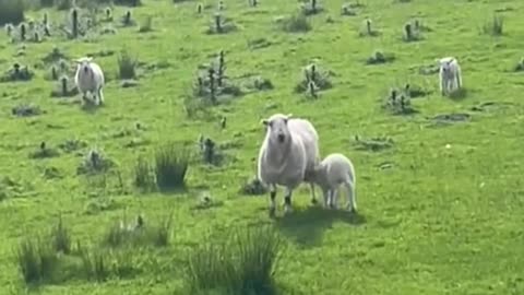Cute baby sheep