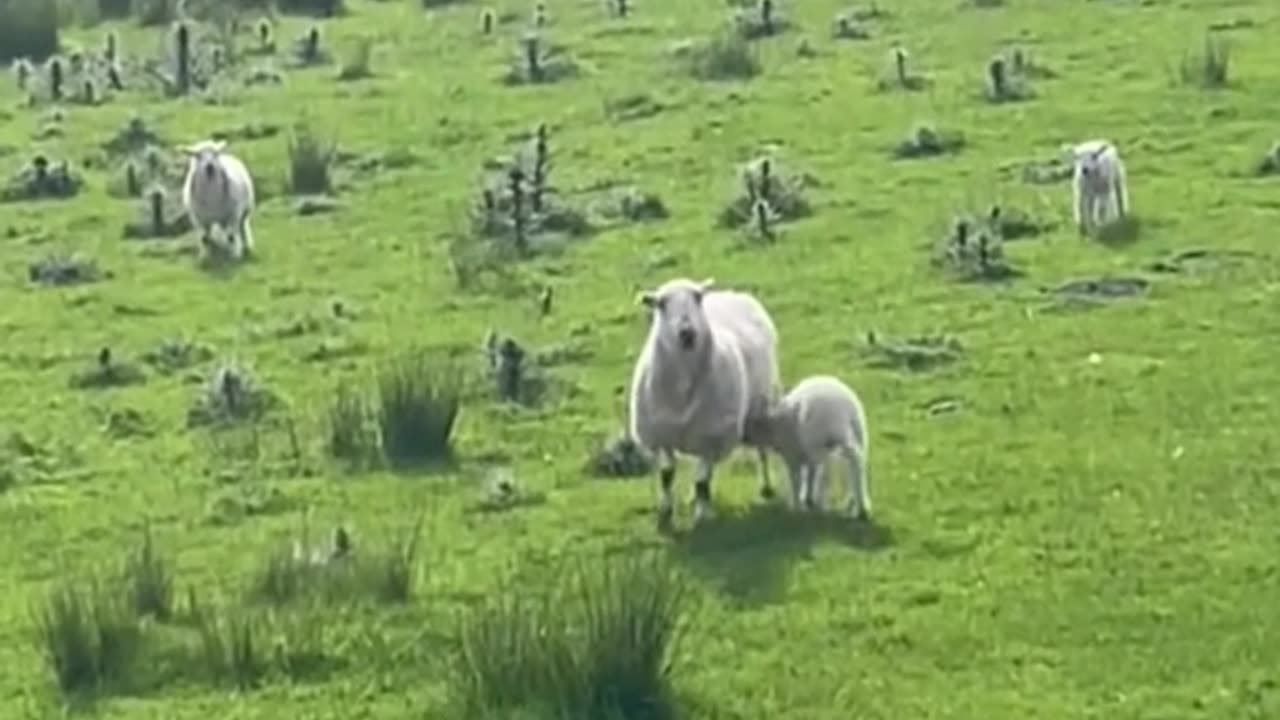 Cute baby sheep
