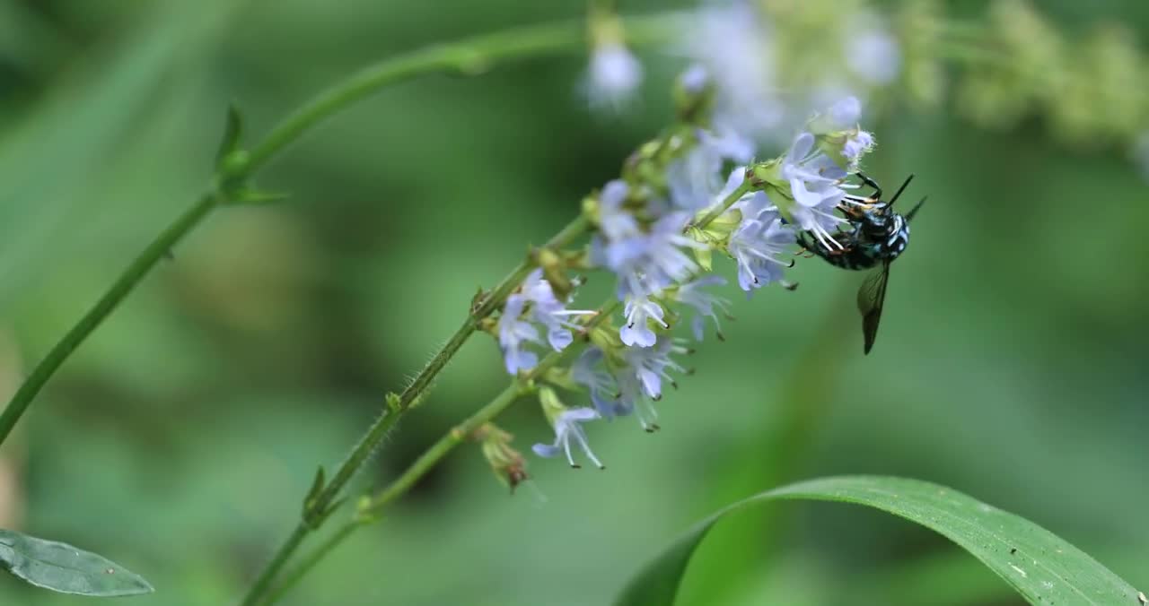 A phantom blue bee that brings happiness to those who see it