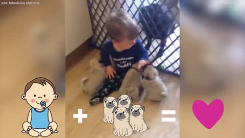 Adorable litter of pugs follows baby around the house