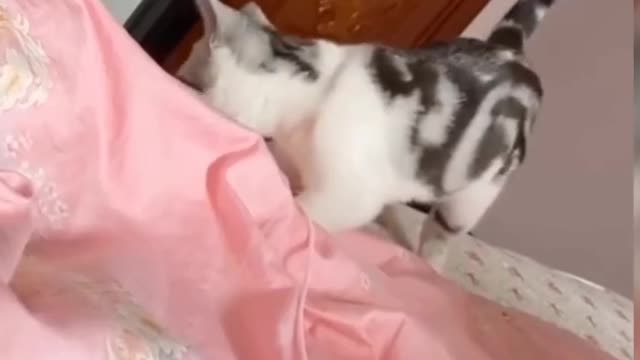 Cat funny videos and kipping in animal's