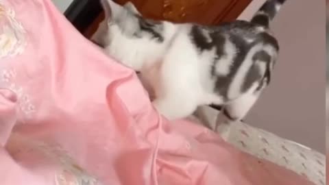 Cat funny videos and kipping in animal's