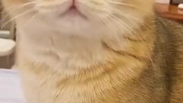 Cutest Cat Ever