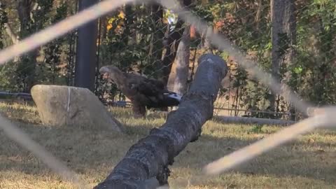 The eagle looking from a distance is walking like a chicken