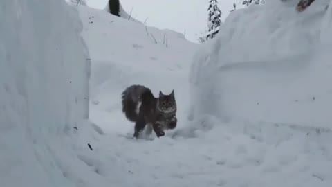 running cat