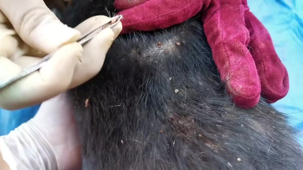 Removing Ticks From Dog, Dog Ticks Removing Clip Ticks Removal Videos EP (2)