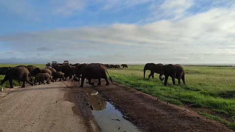 Large Elephant herd crossing road in Amboseli Park, Kenya #naturalbeauty