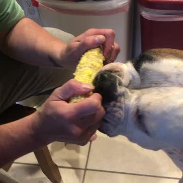 Odin eats corn