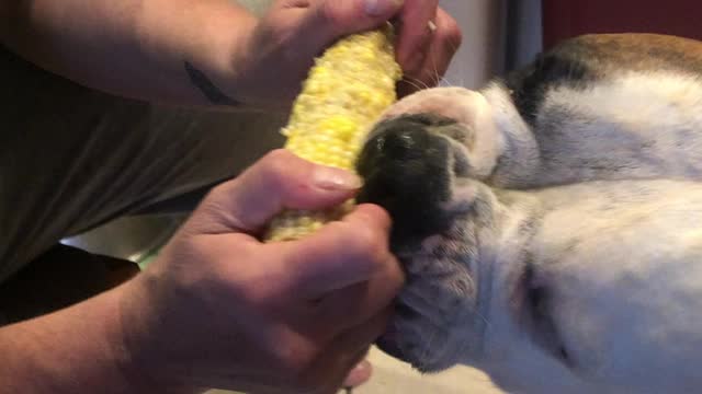 Odin eats corn