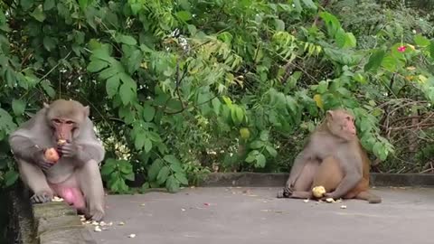 Monkey 🐵 🐵 best videos