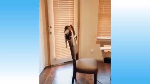 Best Funny Cats And Dogs Videos - Try Not To Laugh