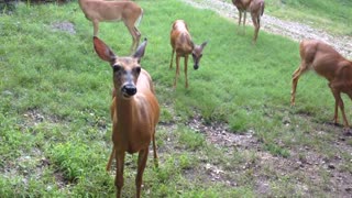 Feeding The Herd