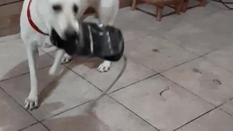 labrador running a lot indoors