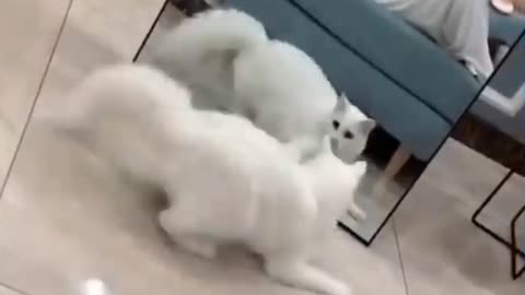 Cute Cat Funny Reaction On Mirror