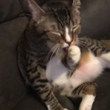 Cute Cat Washes Face