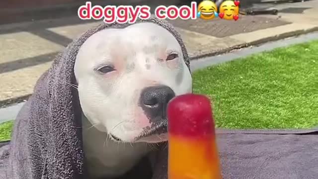 just be cool dog training