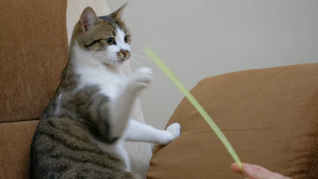 Play cat with stick