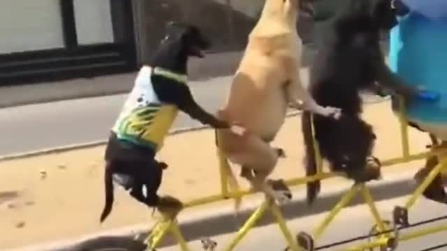 CACHORRO ANDANDO DE BICICLETA