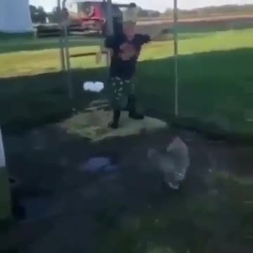 Fighting against Cock 😂😂😂😂😂😂😂😂