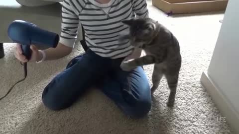 17 Minutes of Funny Cats Compilation