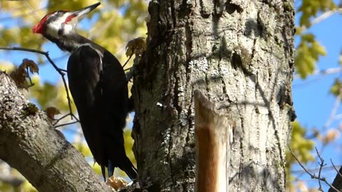 Angry woodpecker attacks tree.