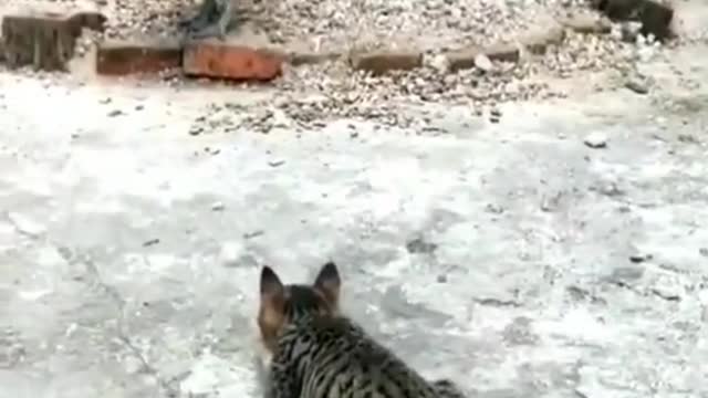 Cute kitten wants to play with the rooster