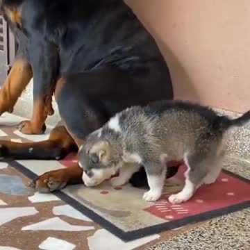 this puppy knows the danger