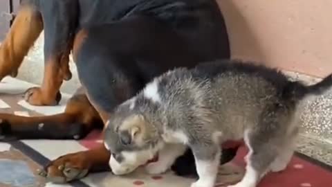 this puppy knows the danger