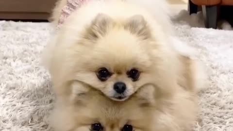 Cutest Pomeranian dogs 🐕