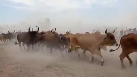 The fear of death
