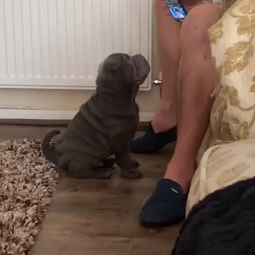 Adorable Shar Pei is confused by standoffish owner