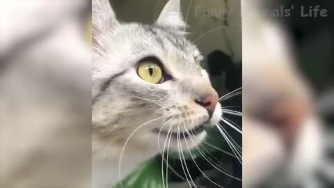 Funny cats and dogs in 2021