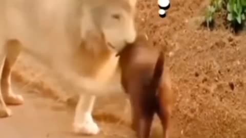 Animal funny videos 😂 l animal funny moments l animal funny