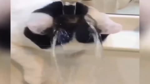 Cat Having Fun | Funny Cat 😝😆 | Funny