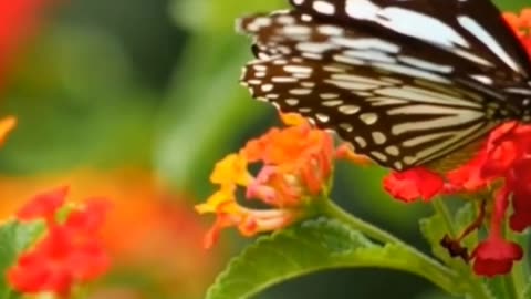 Butterflies - All About Butterflies: Fascinating Butterfly Facts You Didn't Know #butterfly #grwoth