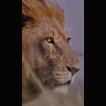 one day that lion gets up and tears the sh*t out of everyboddy #motivation #quotes #mindset