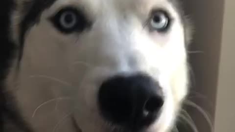 Husky “I can speak whale”